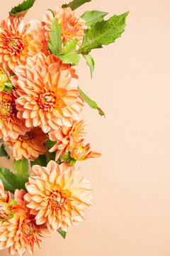Dahlia floral border