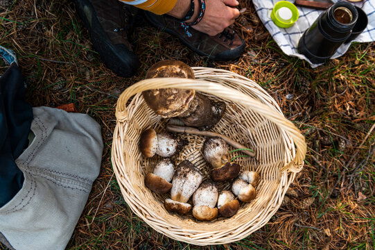 Basket of fresh picked mushrooms