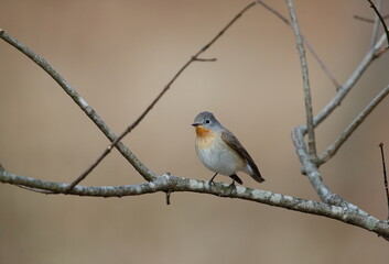 木の枝にたたずむ小鳥オジロビタキ