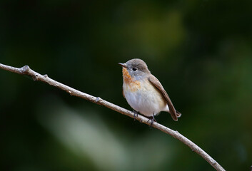かわいいオジロビタキ