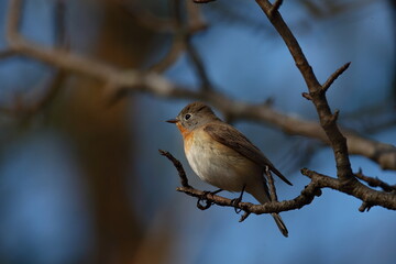 かわいい小鳥オジロビタキ