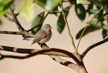 枝でたたずむ小鳥オジロビタキ