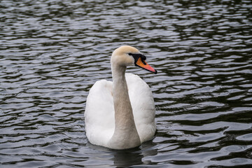 A graceful white swan swimming on a lake with dark water. The white swan is reflected in the water