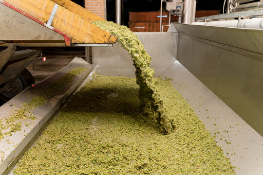 Tractor unloading freshly picked grapes in the cellar