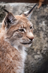 Portrait of The Eurasian lynx close-up, lat. Lynx lynx