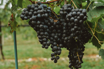 harvest of red grape in a vineyard
