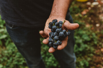 A man with a grape in a hand