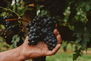 close up of grape of red wine in a dirty farmers hand