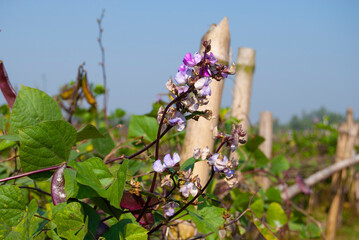 flowers in the garden