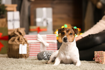 Cute Jack Russel Terrier with owner at home on Christmas eve