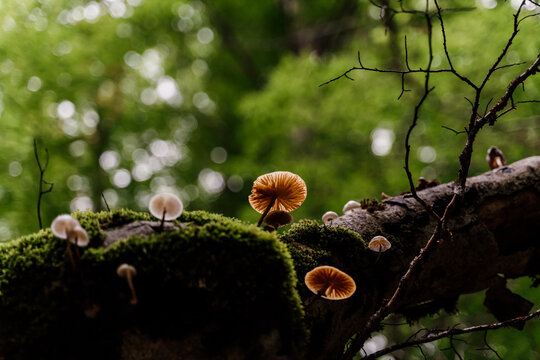 Detail wild mushrooms on tree