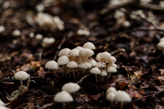 Detail wild mushrooms on wet soil