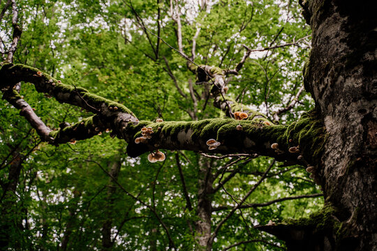 Detail wild mushrooms on tree