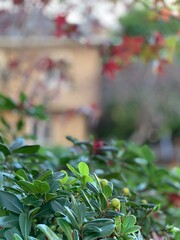 Defocused bokeh background of garden trees in autumn.