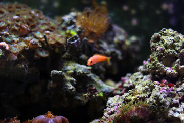 Fototapeta na wymiar Elongate Orange Dottyback - (Pseudochromis elongatus)