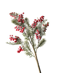 Beautiful Christmas fir branch with berries on white background