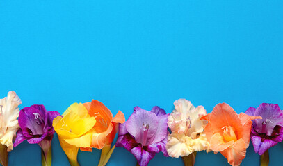 Bright flowers of gladiolus on a blue background. Summer background with flowers. With free space for text