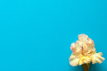 Bright flowers of gladiolus on a blue background. Summer background with flowers. With free space for text