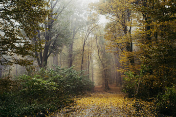 Misty forest path