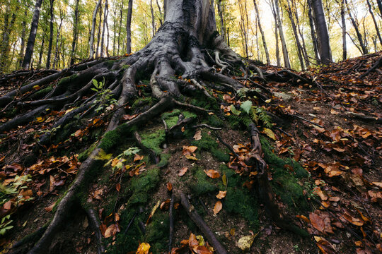 Twisted roots detail