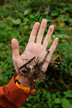 Male palm with sticks on it