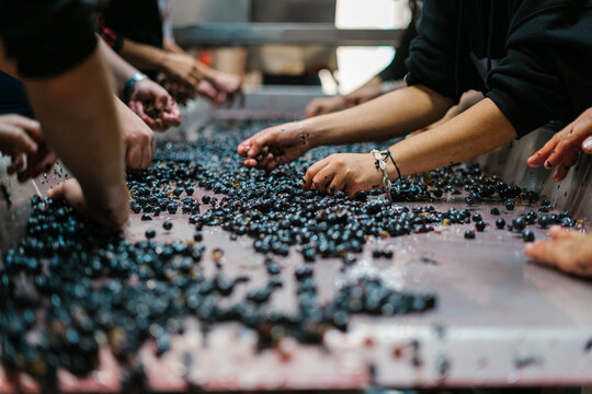 Preparation of wine from grapes