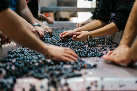 Employees sorting black grapes