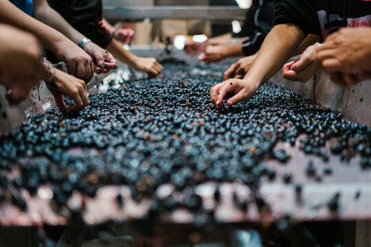 Grapes being sorted on belt