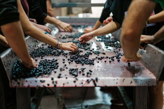 Personnel of winery processing grapes