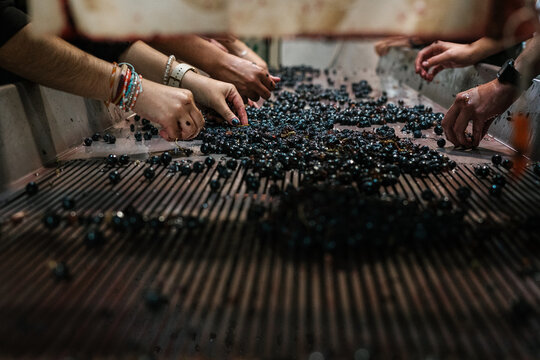 Black grapes sorted on conveyor