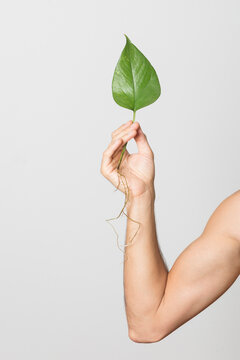 Leaf In Hand