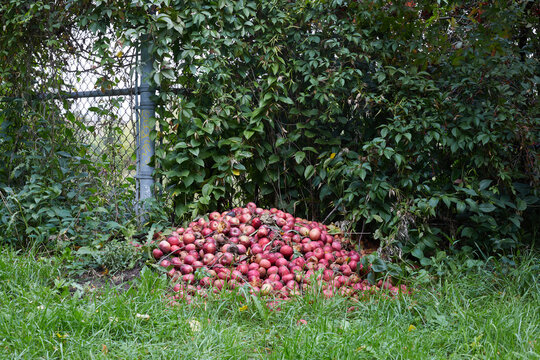 a pile of crabapples