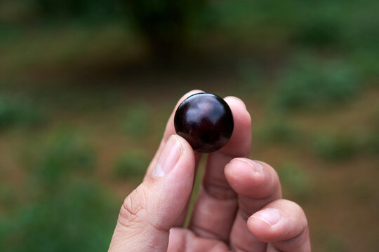 Closeup of Jaboticaba fruit 