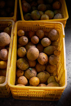 Closeup of freshly picked raw lemons