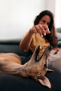 Playful dog