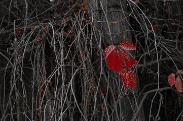last red leaf of Virginia creeper