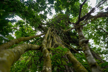 Fototapeta premium İvy tall tree. Aburi Botanical Gardens. Ghana , Accra