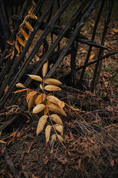 yellow leaf on the wooden fence, autumnal vibe
