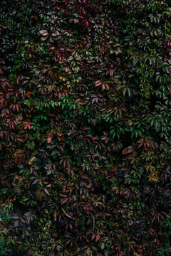 Virginia creeper copy-space pattern