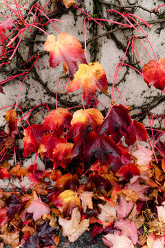 autumn vines