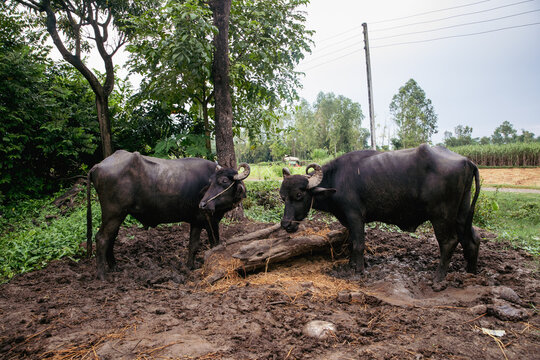 Buffaloes in rural villages of Terai.
