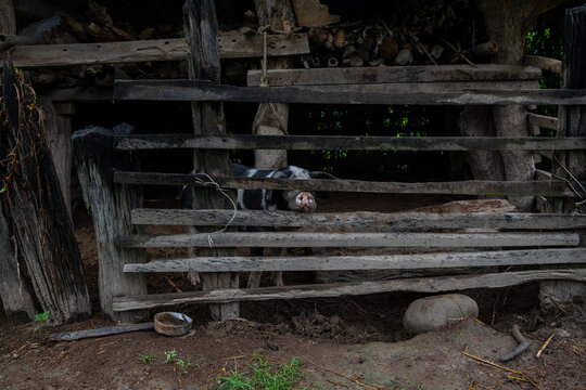 Pig in an enclosure.