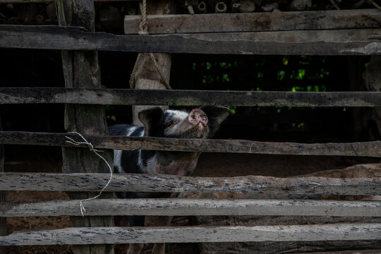 Pig in a wooden enclosure.