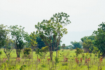 Shai Hills, Greater Accra Region, Ghana. Beautiful and panoramic view of natural landscape in a public park in Ghana with an antelope watching at camera.