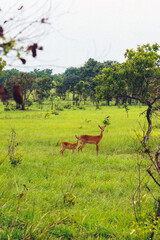 Shai Hills, Greater Accra Region, Ghana. Beautiful and panoramic view of natural landscape in a public park in Ghana with an antelope watching at camera.