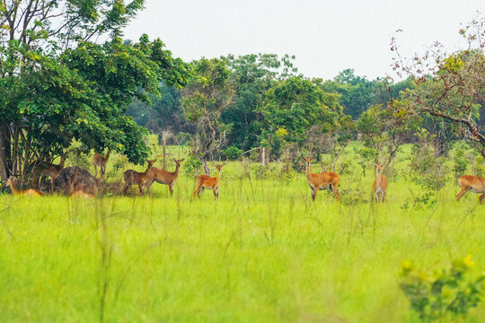 Shai Hills, Greater Accra Region, Ghana. Beautiful and panoramic view of natural landscape in a public park in Ghana with an antelope watching at camera.