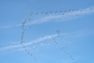 Brown Pelicans flying in formation. Wildlife photography. 