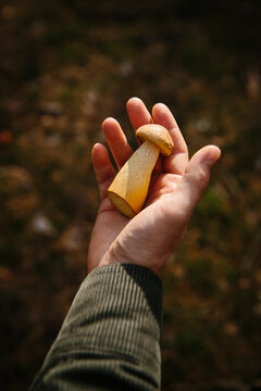 Hand with eatable mushroom