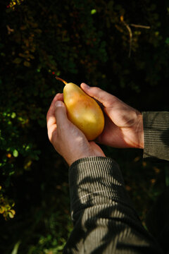Pear in hands with strong shadow play of leafes