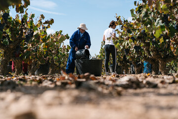 People harvesting grapes in green vineyard